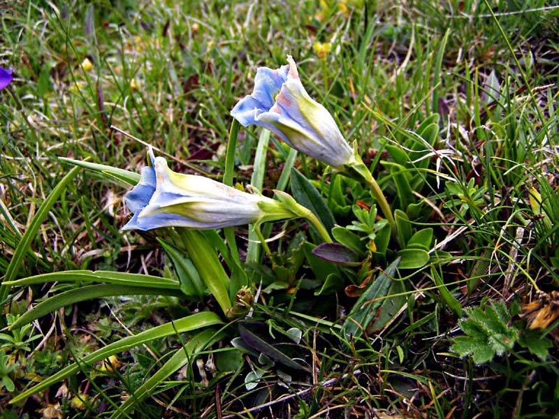 Variazioni cromatiche in Gentiana acaulis (=kochiana)